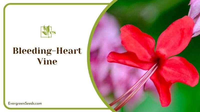 Red Flower of Bleeding Heart Vine