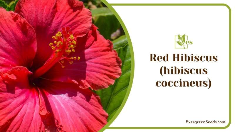Red Hibiscus