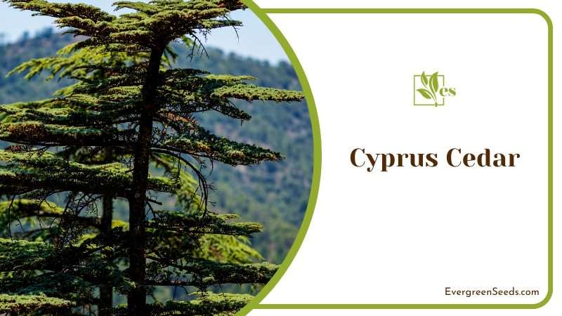 Resilience of Cyprus Cedar Trees