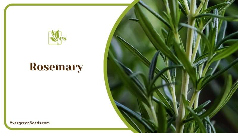 Rosemary Leaves in Garden