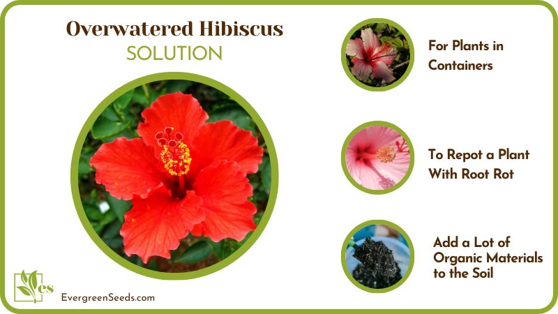Save your Overwatered Hibiscus
