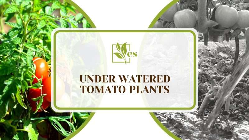 Saving Your Underwatered Tomato Plants