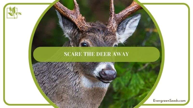 Scare the Deer Away