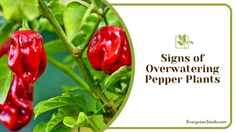 Signs of Overwatering Pepper Plants