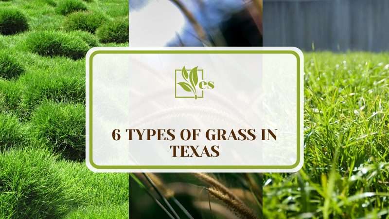 Six Types of Grass In Texas