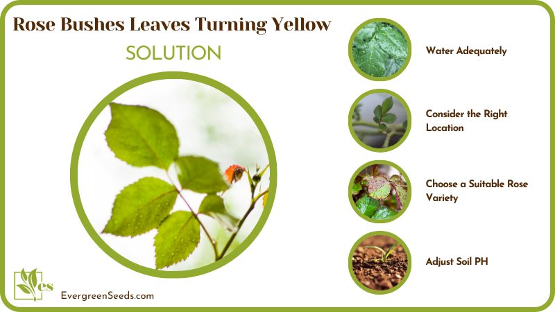 Solution for Rose Bushes Leaves Turning Yellow