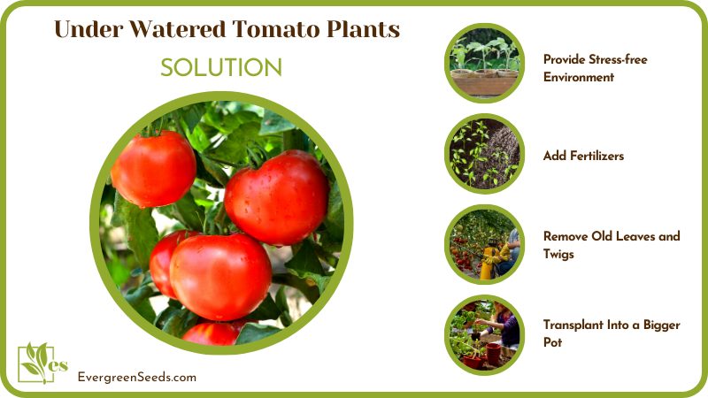 Solution for Under Watered Tomato Plants