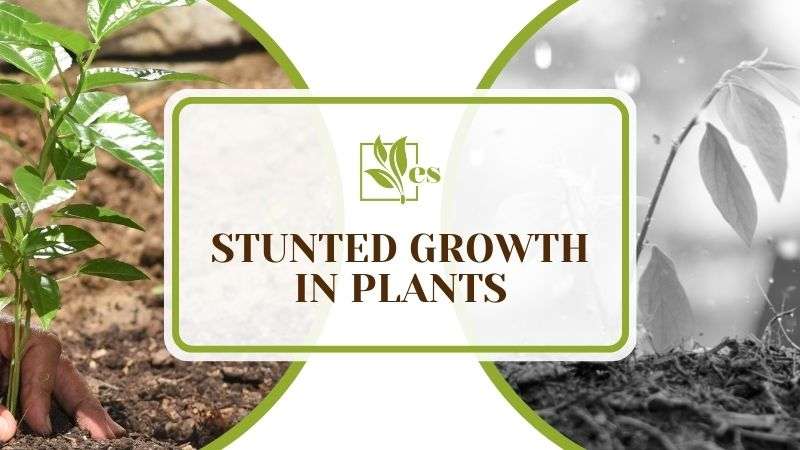 Stunted Growth in Plants