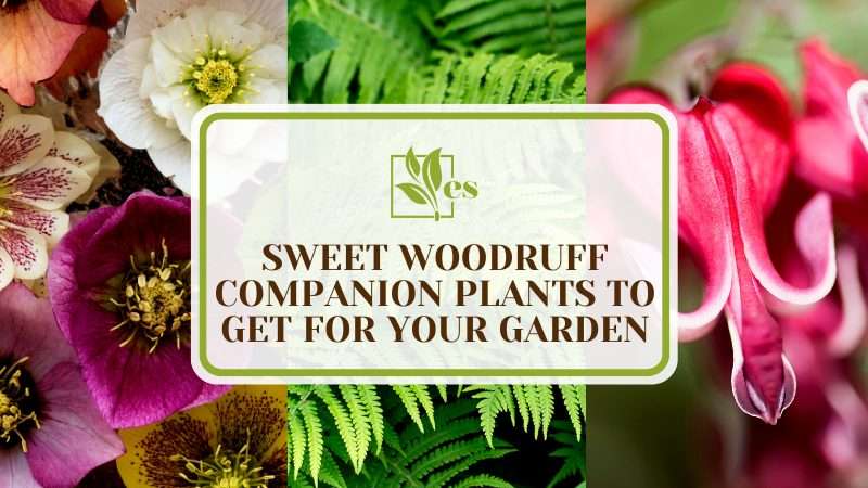 Sweet Woodruffs Garden Companions
