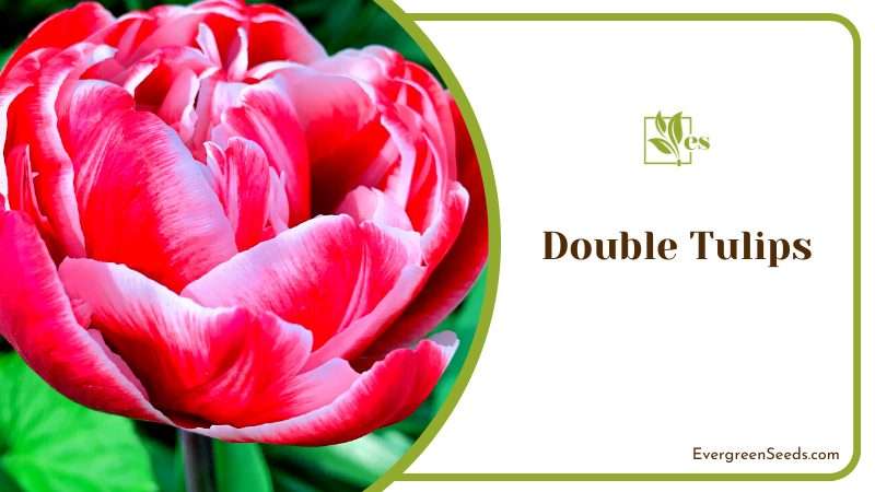 The Charm of Double Tulips