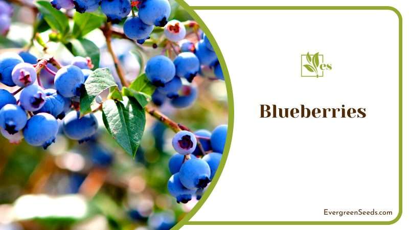 The Favorite Nutritious Blueberries