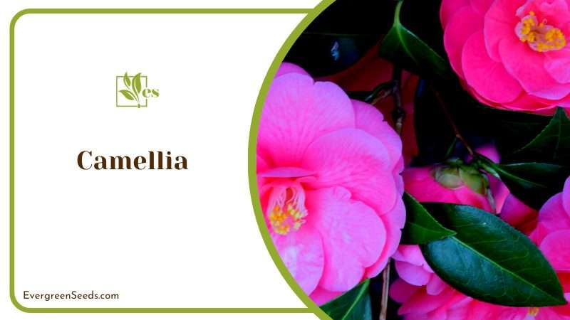 The Graceful Camellia Flower