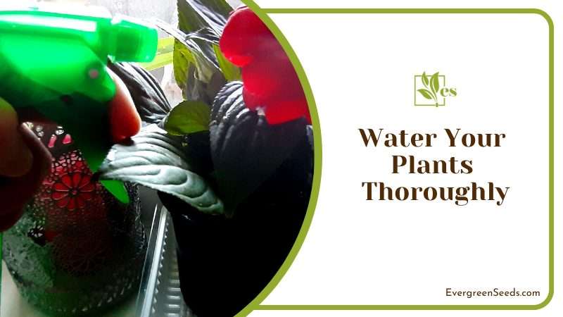 The Importance of Thorough Watering