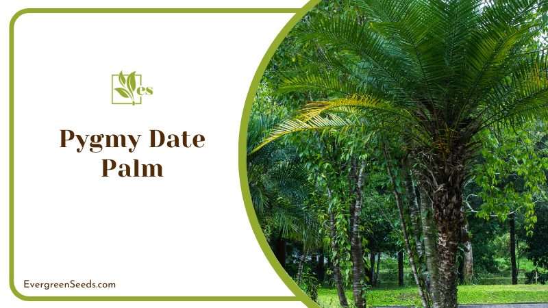 The Pygmy Date Palm