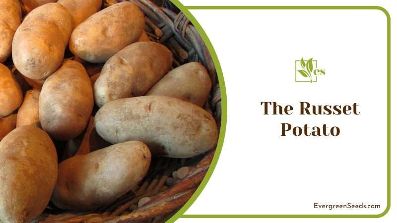 The Russet Potato