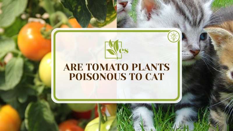 Tomato Plants Poisonous to Cats