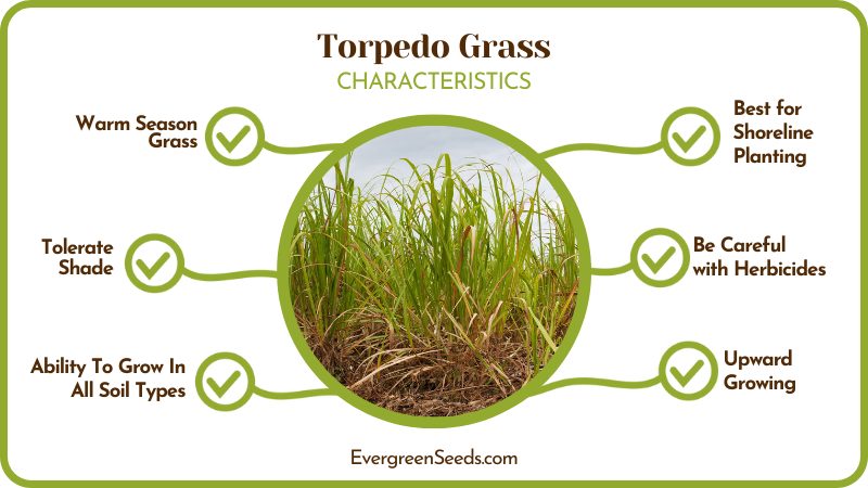 Torpedo Grass Qualities