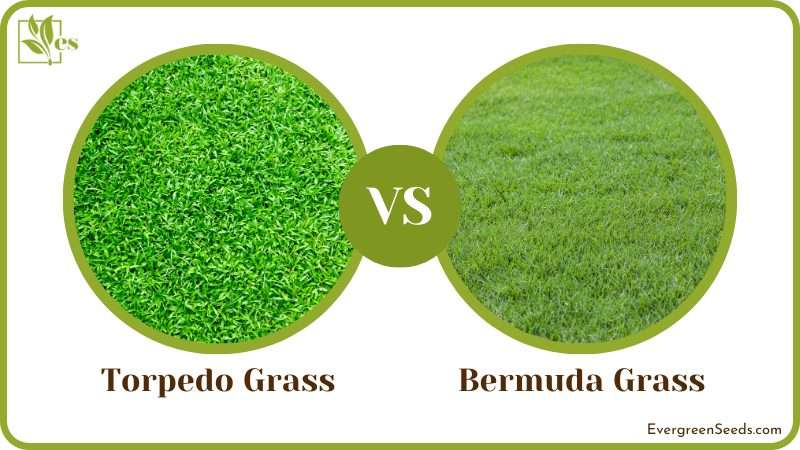 Torpedo and Bermuda Grass