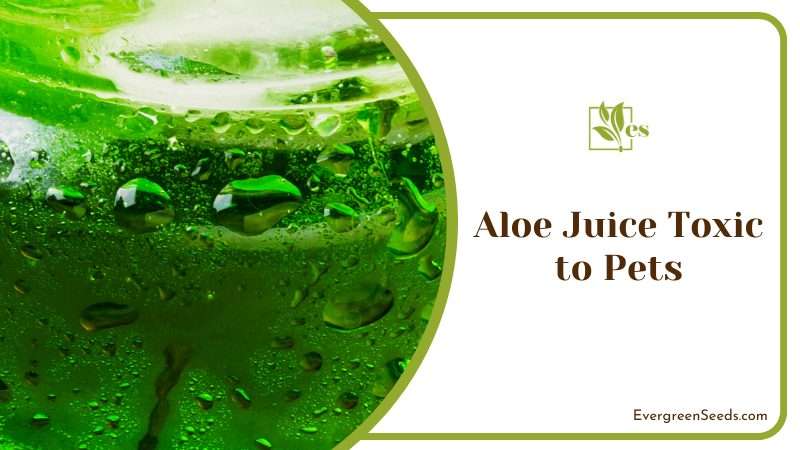 Toxic Aloe Juice for Pets