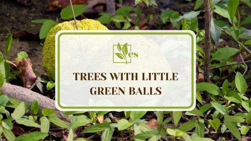 Trees With Little Green Balls