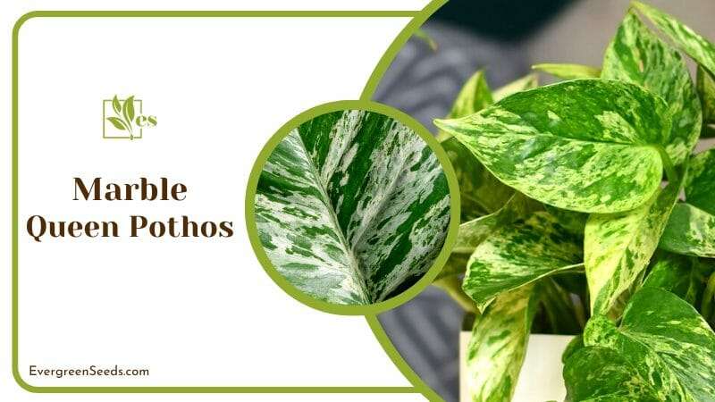 Tropical Marble Queen Pothos in House