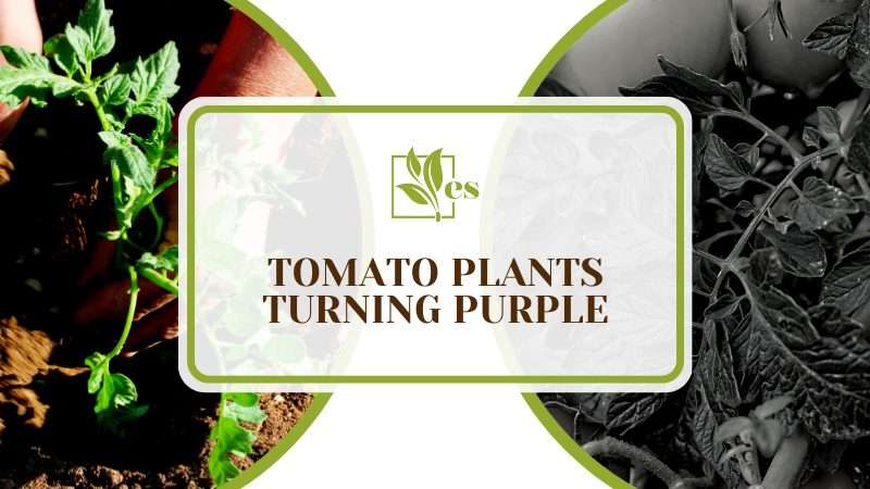 Truth Behind Tomato Plants Turning Purple