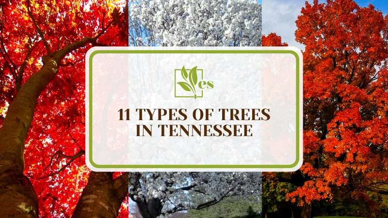 Types of Beautiful Trees in Tennessee