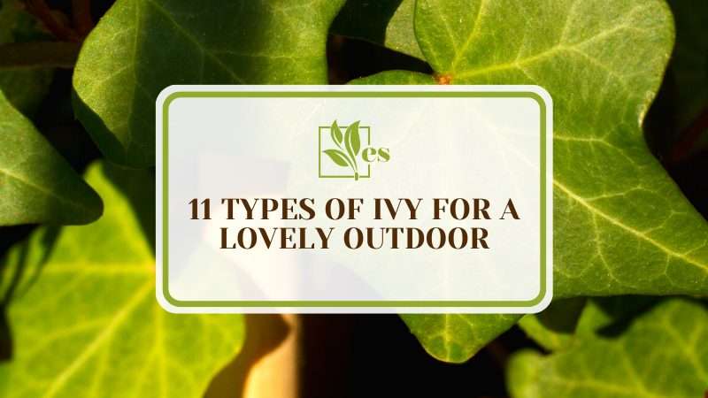 Types of Ivy for a Lovely Outdoor