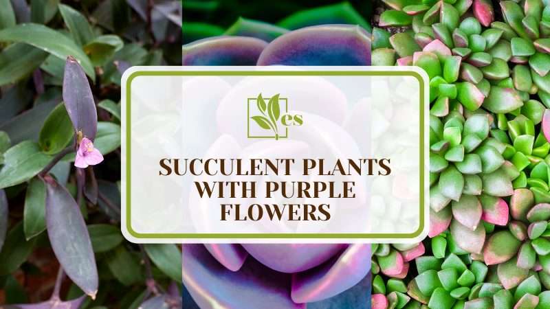 Types of Succulent Plants with Purple Flowers