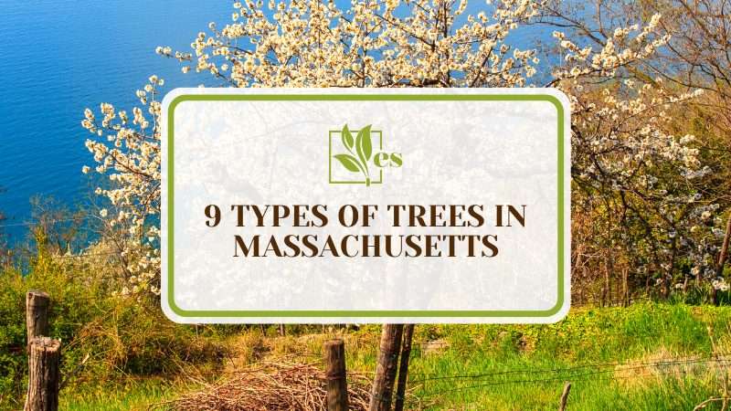 Types of Trees in Massachusetts