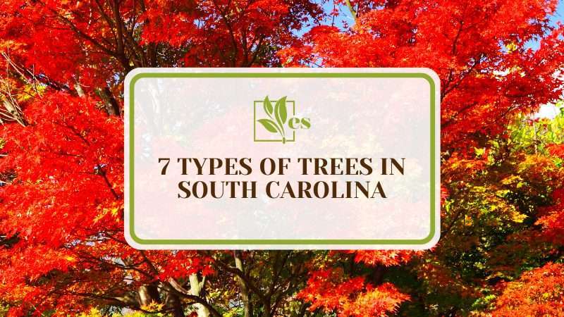 Types of Trees in South Carolina