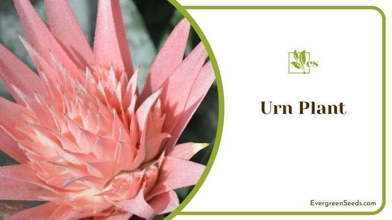 Urn Plant
