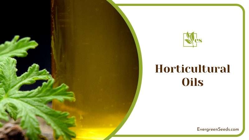 Using Horticultural Oils