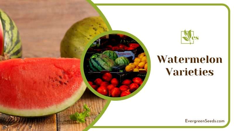 Varieties of Watermelons