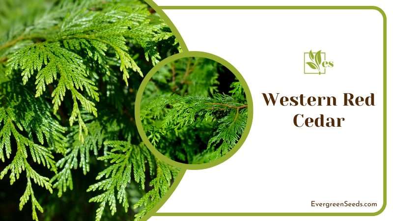 Versatility of Western Red Cedar