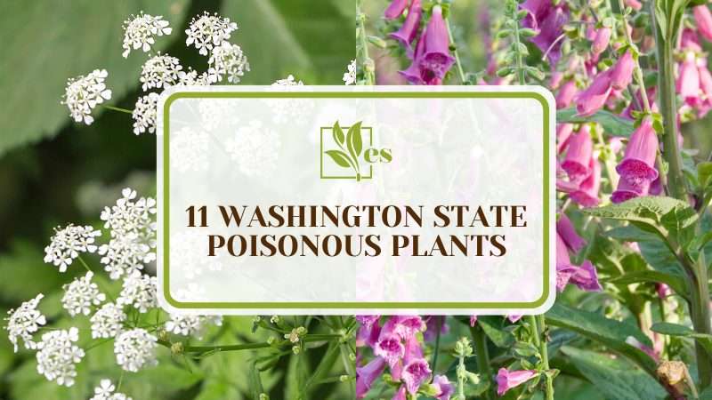 Washington State Poisonous Plants