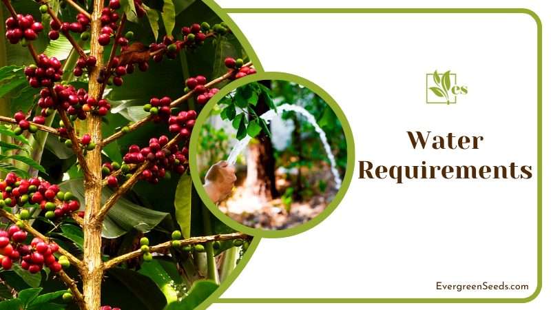Water Requirements for Coffee Plants
