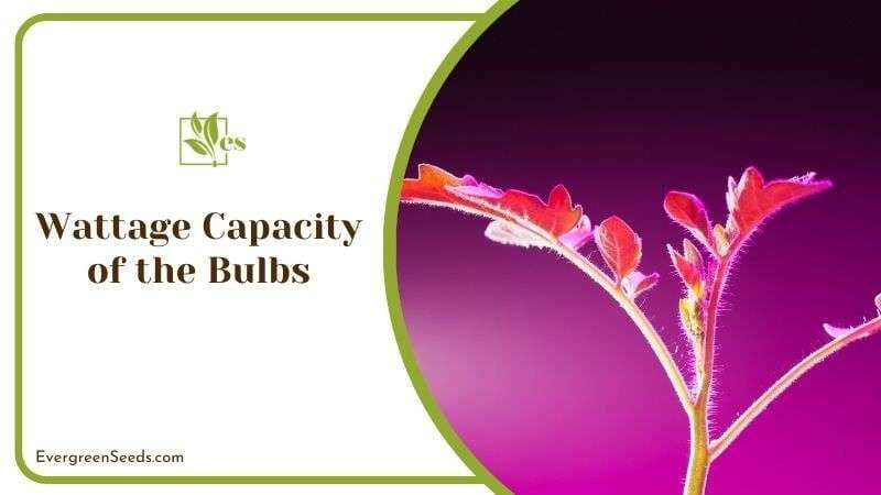 Wattage Capacity of the Bulbs