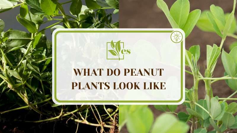 What Do Peanut Plants Look Like