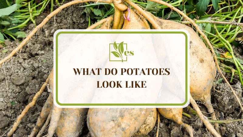 What Do Potatoes Look Like
