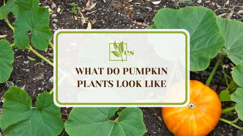 What Do Pumpkin Plants Look Like