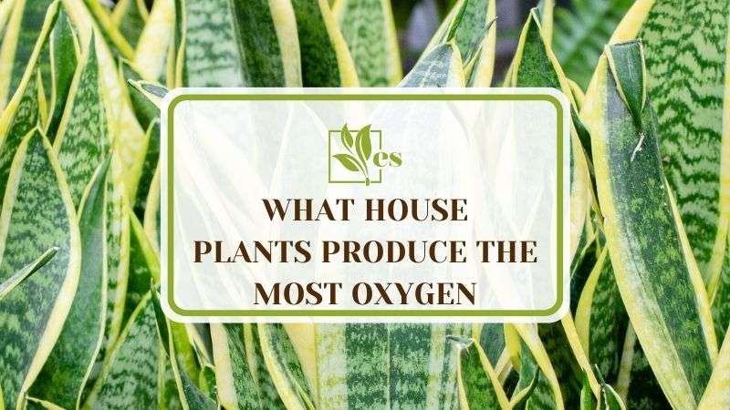What House Plants Produce the Most Oxygen