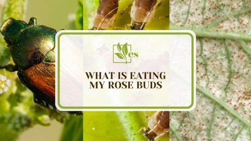 What Is Eating My Rose Buds