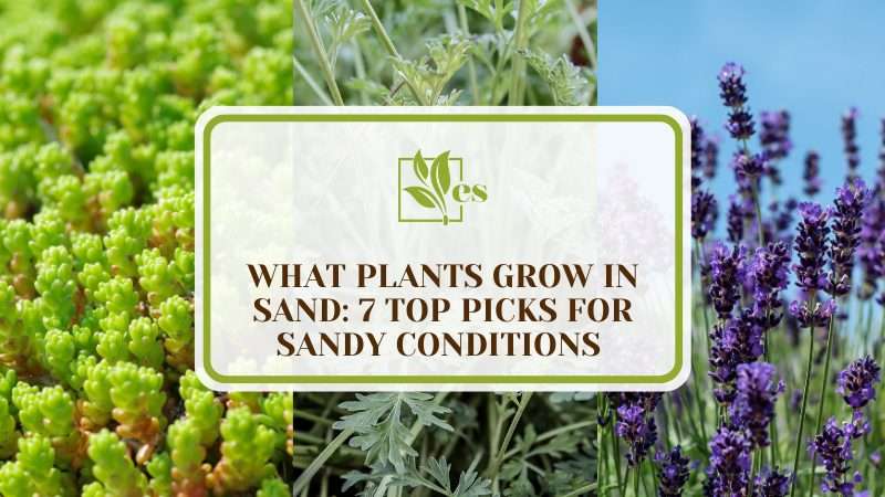 What Plants Grow in Sand