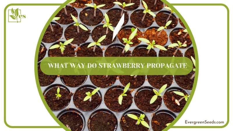 What Way Do Strawberry Propagate