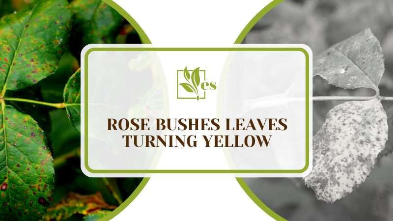 Yellowing Leaves on Rose Bushes