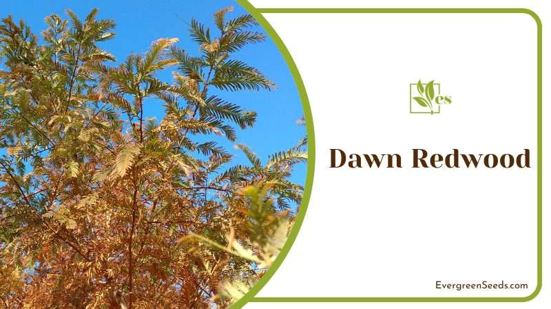 dawn redwood is a type of deciduous conifer