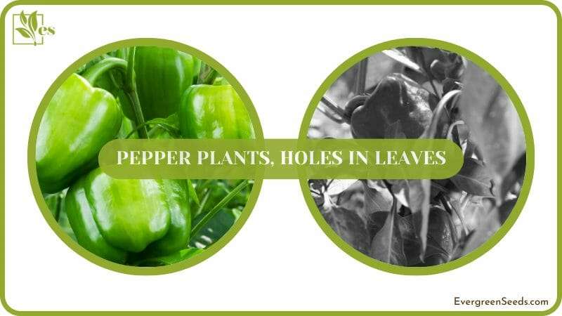 treatment of Holes in Pepper Plants Leaves