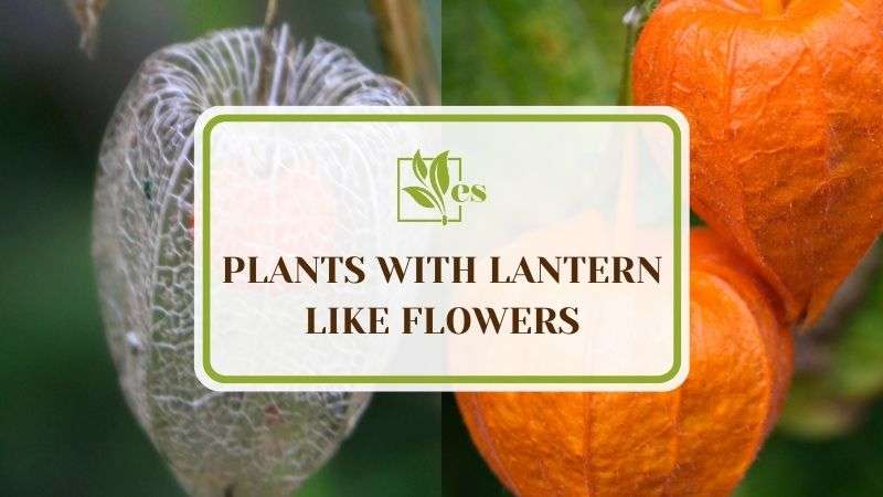 5 Plants With Lantern Like Flowers 