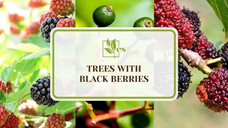 5 Trees With Black Berries